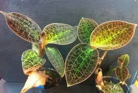 Dossinia marmorata ‘Giant’