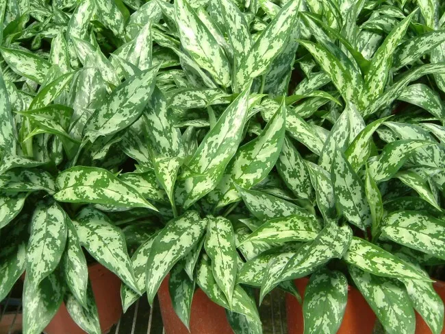 Aglaonema pictum San Remo