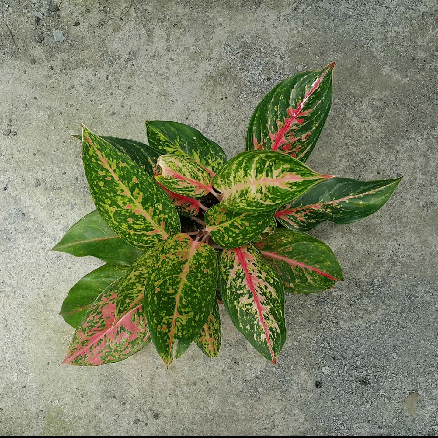 Aglaonema  Profar Rainbow