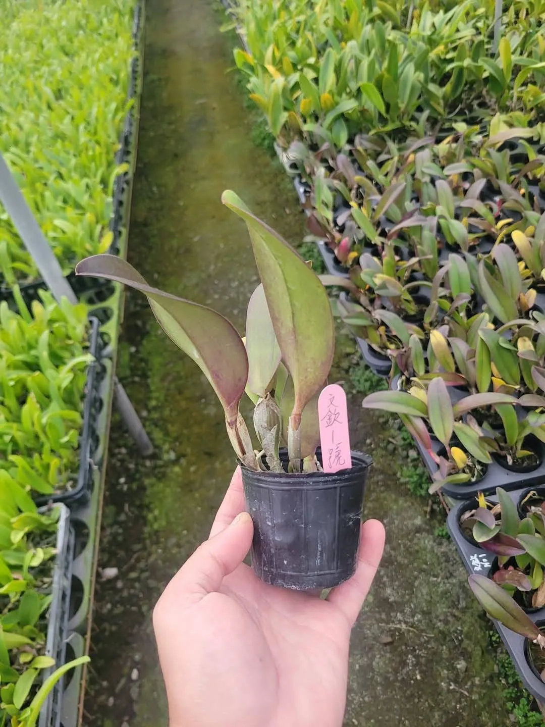 Rlc. Shiang Ding Red Dragon No.1