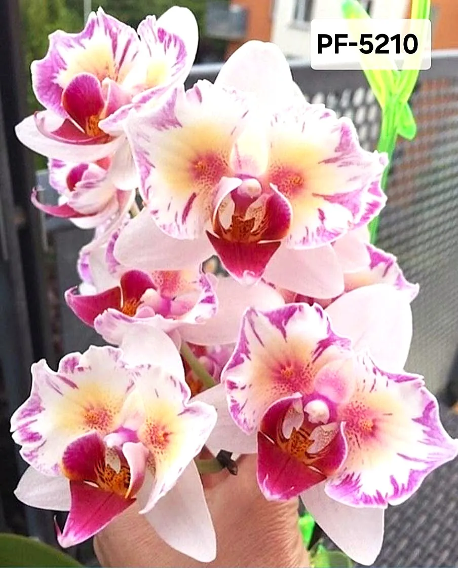 P. Profar Little Venus