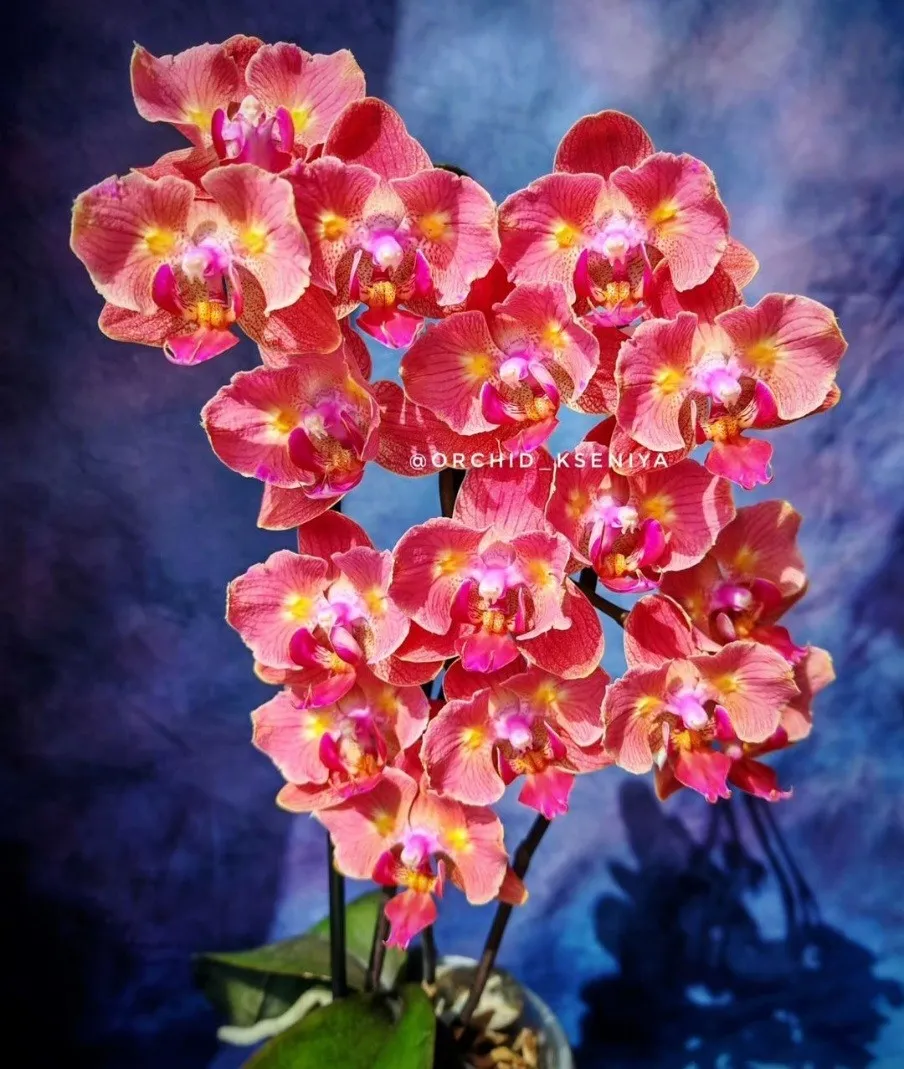 P. Profar Golden Orange