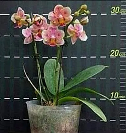 P. Profar Pink Peacock