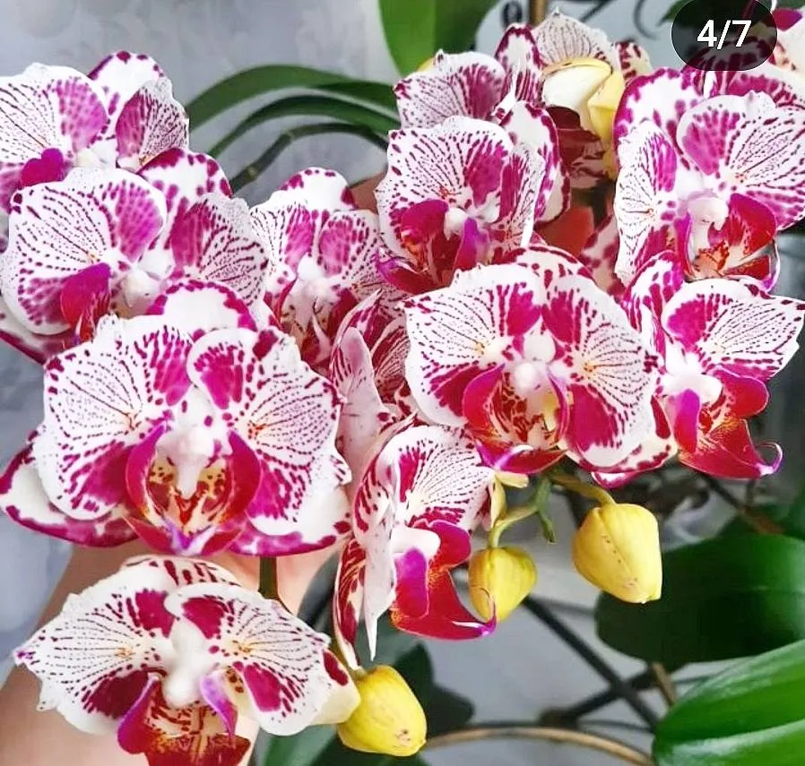 P. OX Madonna 'PF Peloric'
