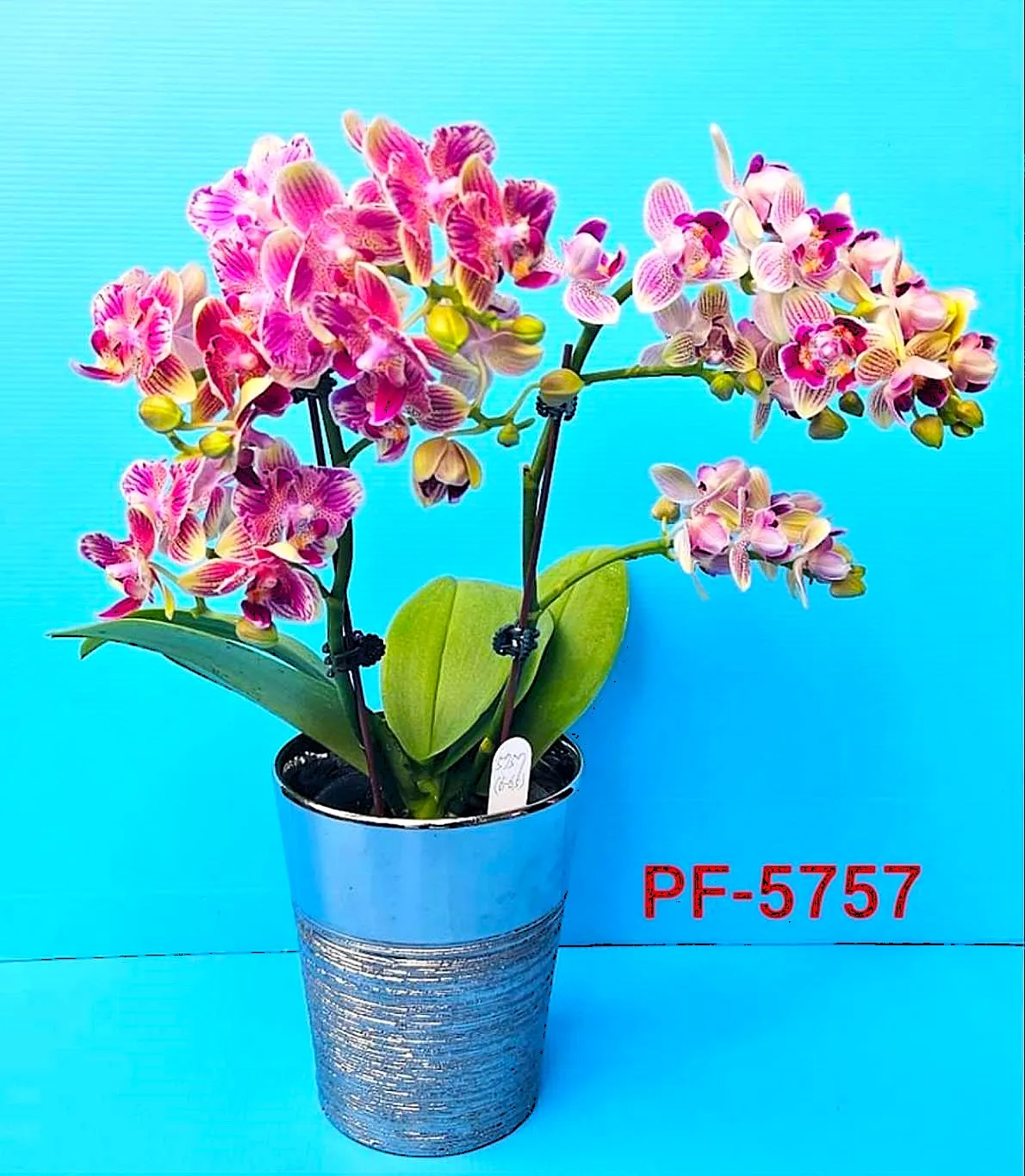 P.  Profar Twinkle Light