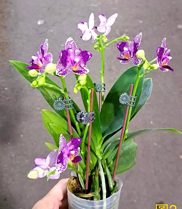 P.  Profar Pink Diamond