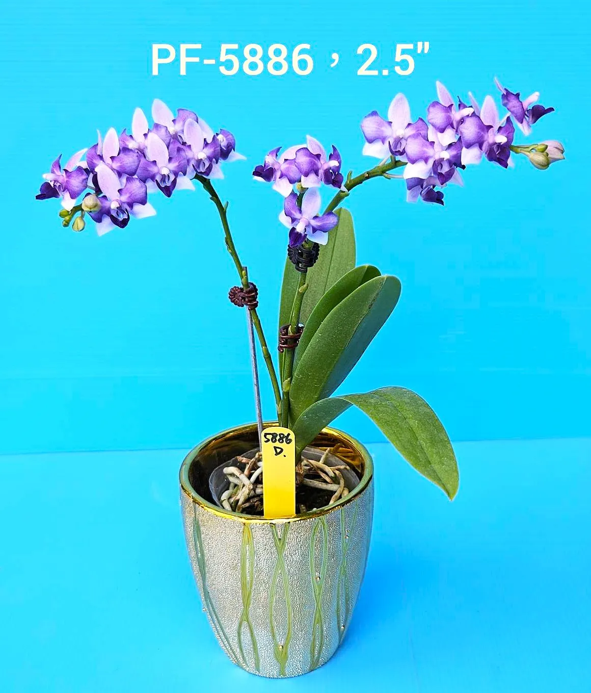 P.  Lioulin Blue Jenny 'PF Peloric'