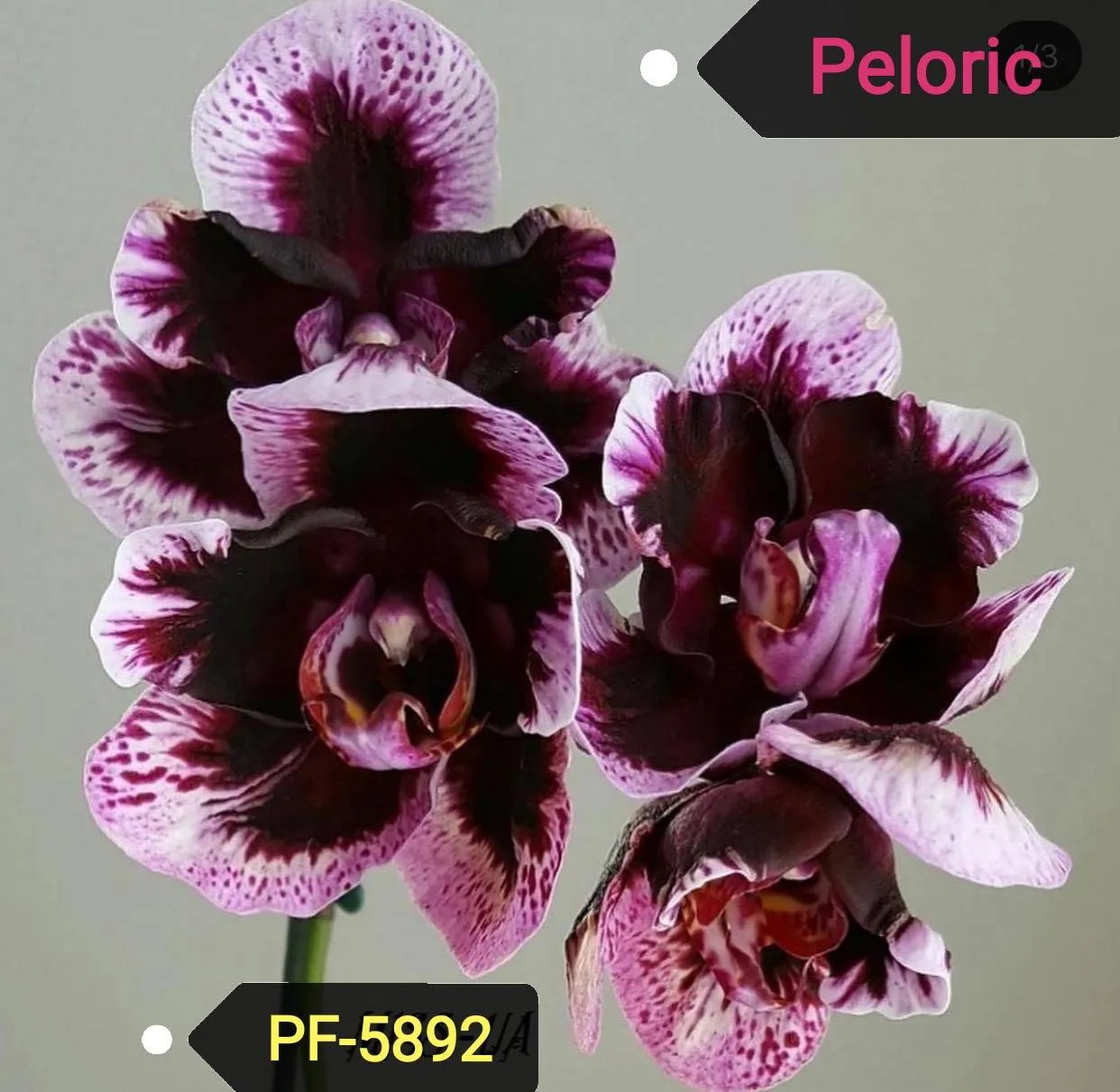 P.  Profar Magic Purple