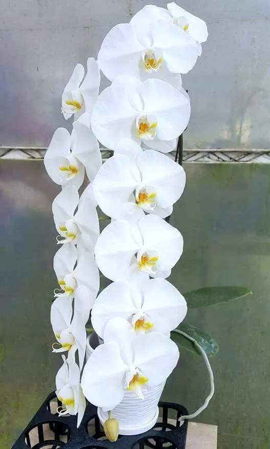 P. Sogo Yukidian
