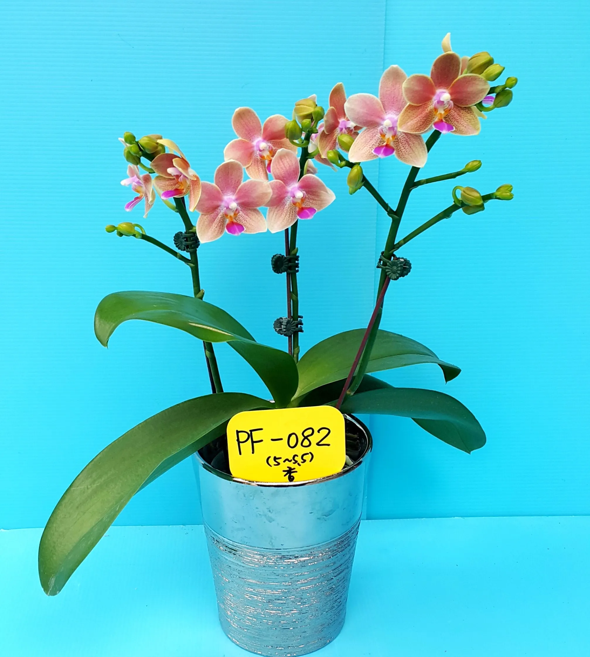 P. Profar Fragrant Lady