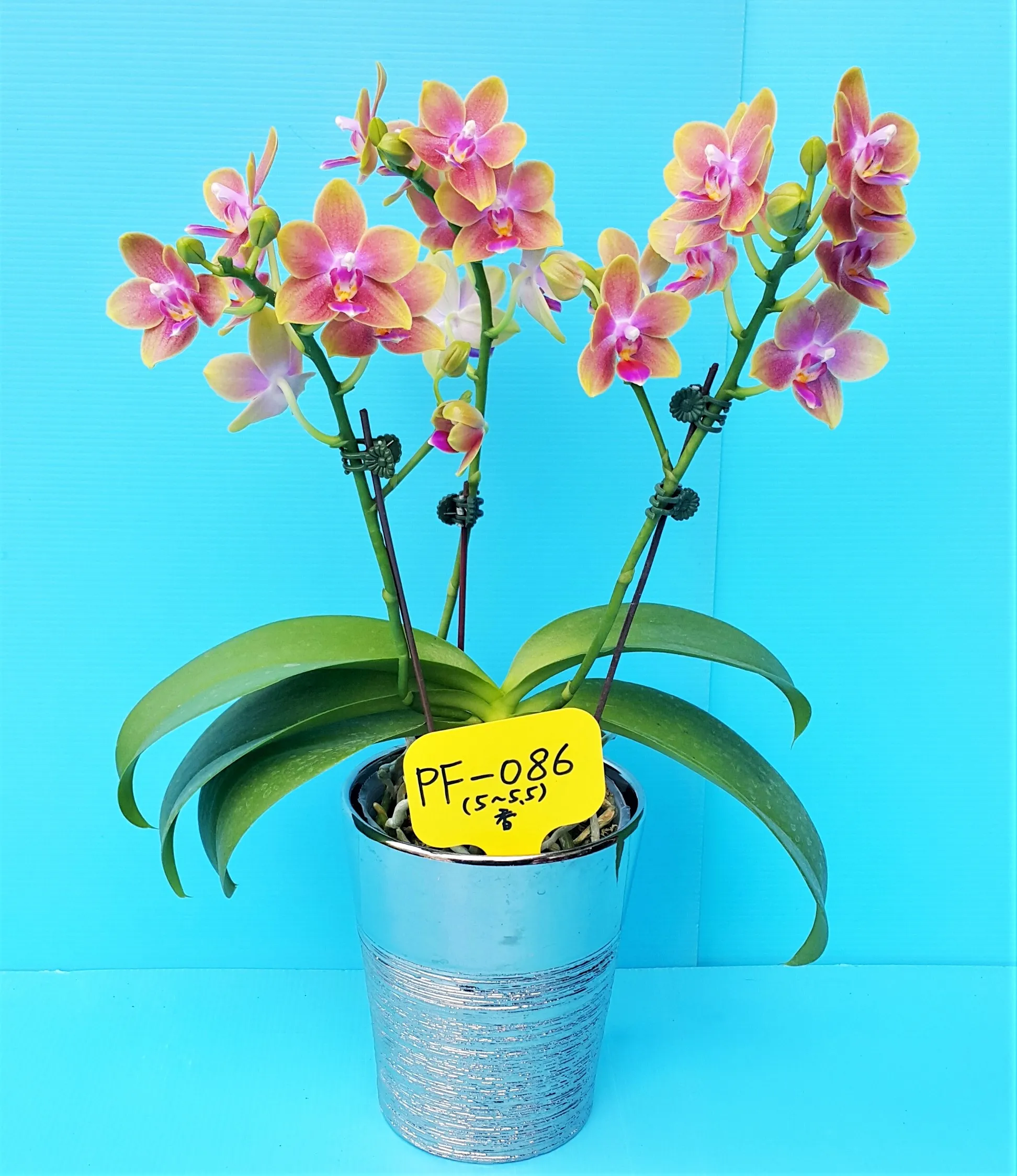 P. Profar Fragrant Girl