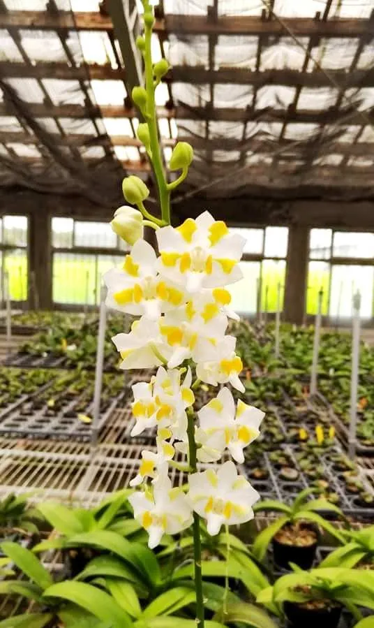 P. Pulcherrima f. 'Champomesis' 4N
