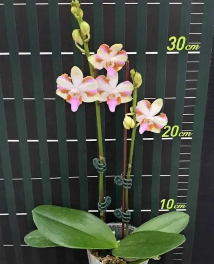 P. Pulcherrima '4N'