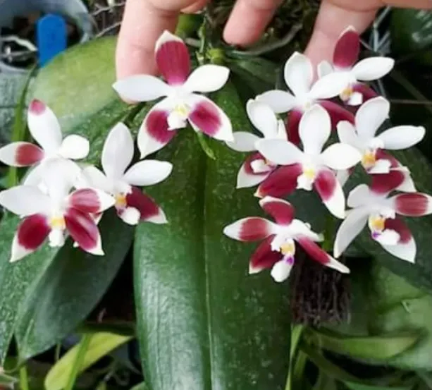 P. Tetraspic C1 'PF'