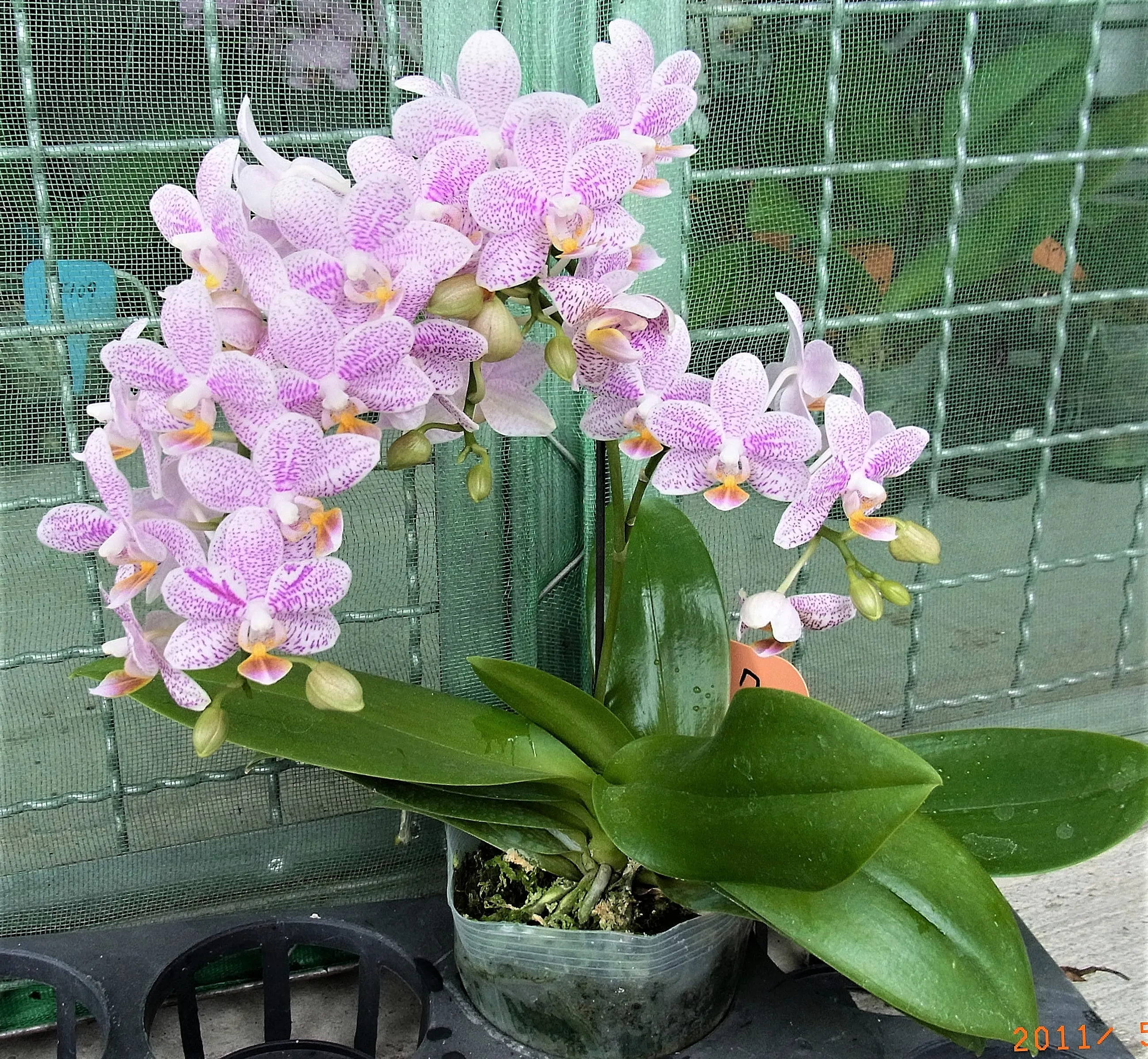 P. Mayshang Angel 'PF Variegated'
