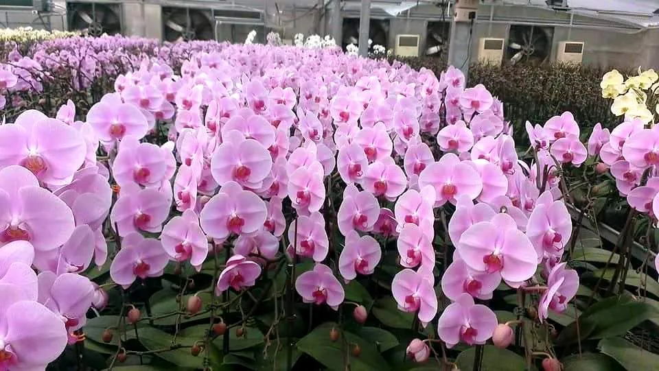 P. Profar Pink Queen