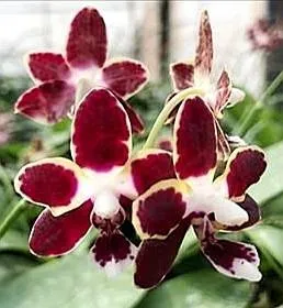 P. Pingtung Black Almond