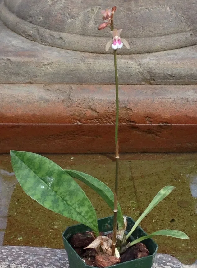 Oeceoclades monophylla