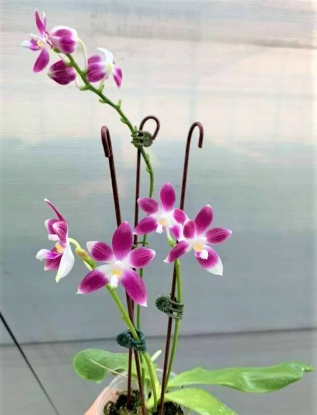 P. Speciosa 'PF'