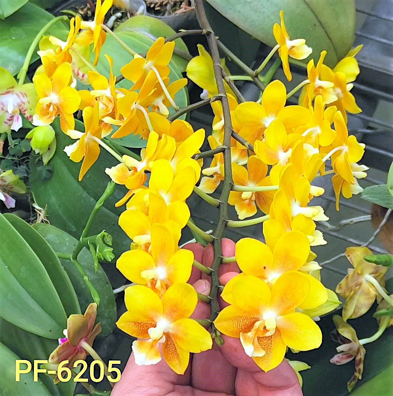 P. Profar Yellow Chocolate