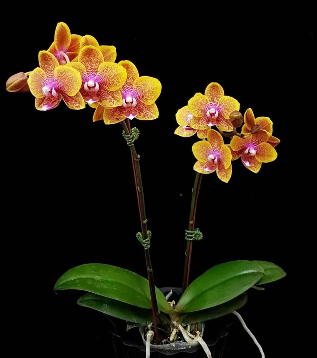 P. Lioulin Orange
