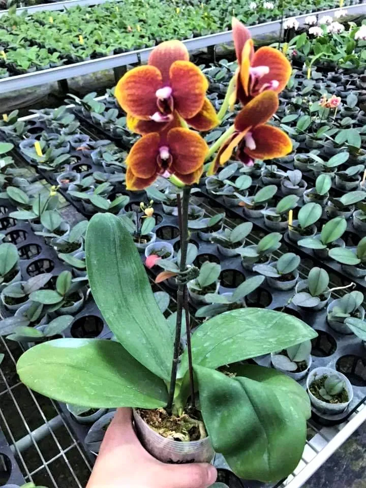 P. Profar Sunflower