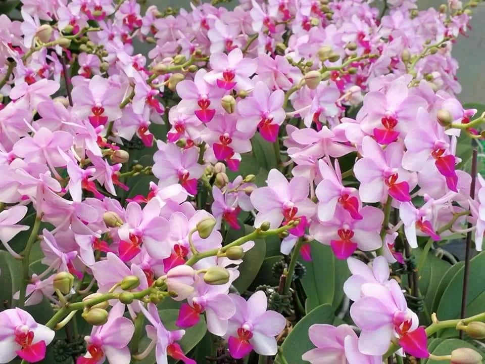 P. Profar Andromeda