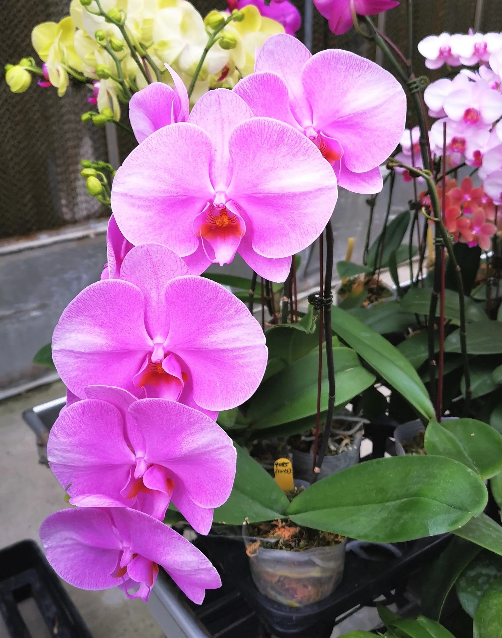 P. Profar Summer Beauty