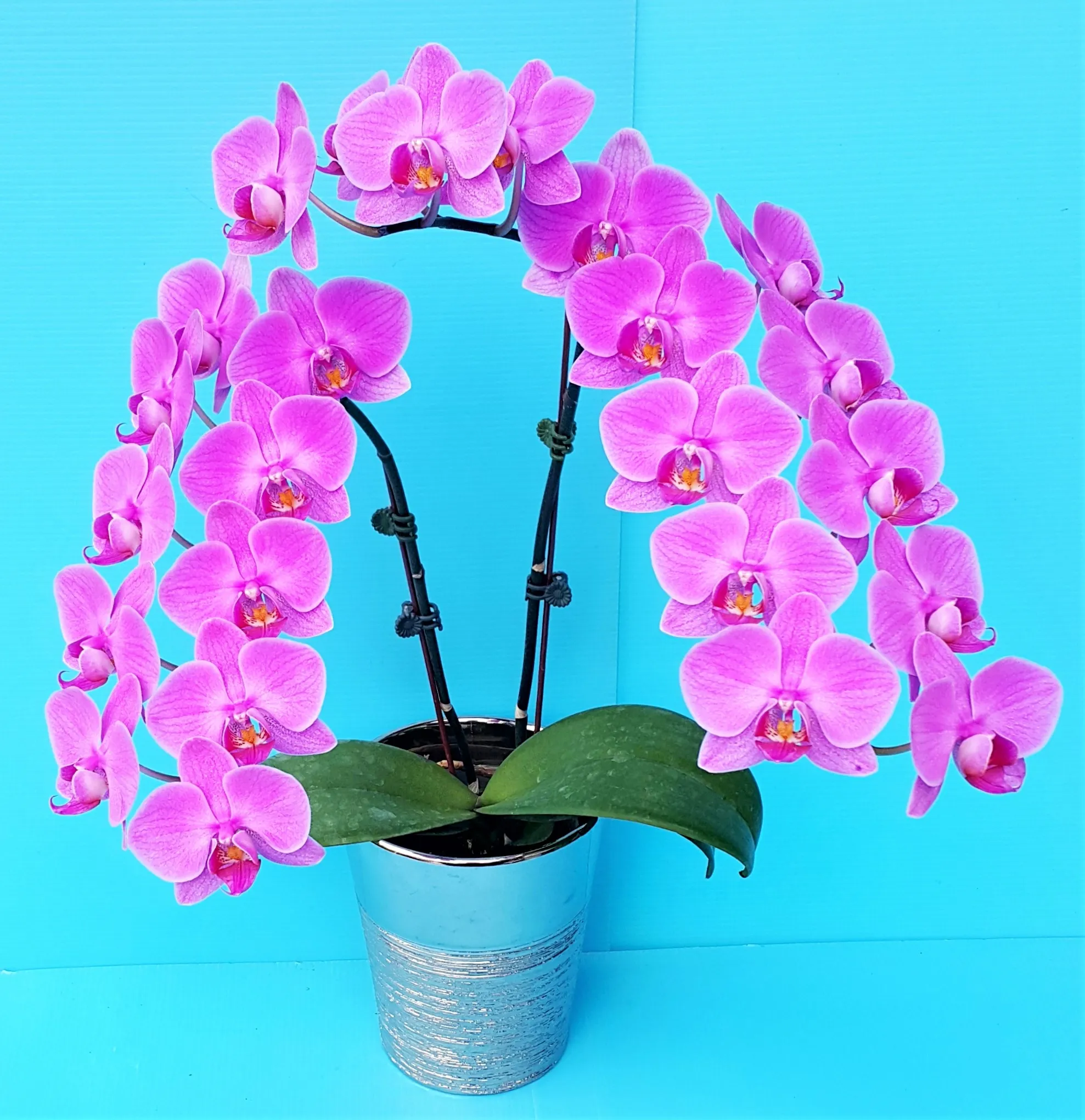 P. Profar Pink Butterfly