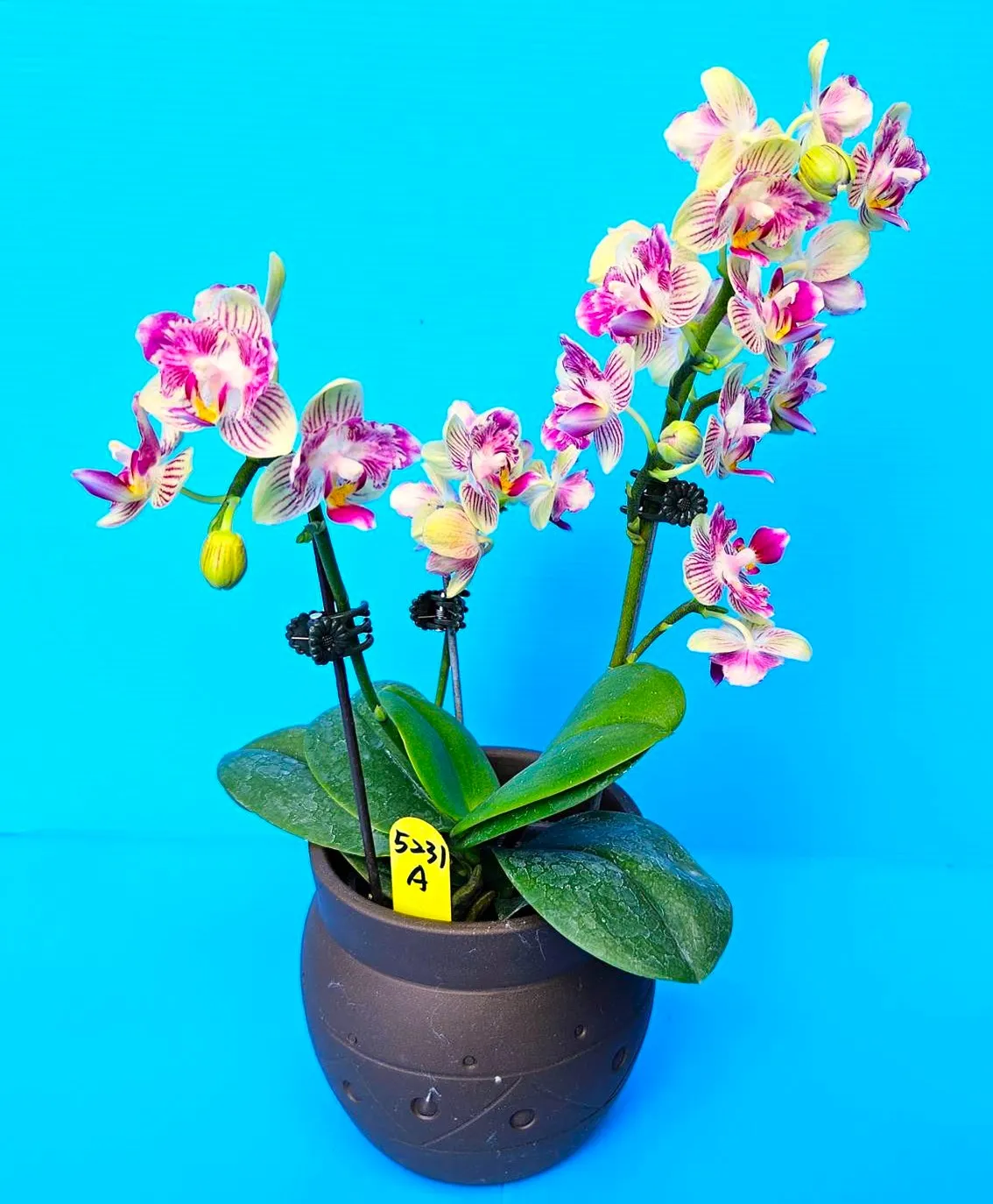 P. Profar Rainbow Stars