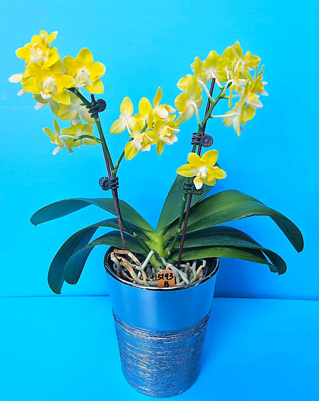 P. Profar Golden Baby