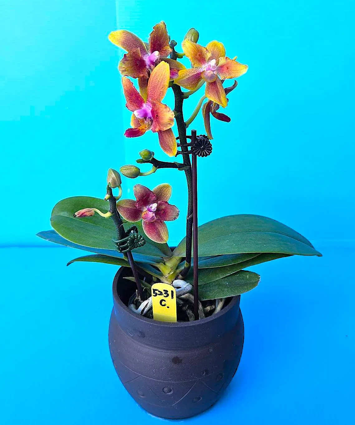 P. Profar Brown Smile