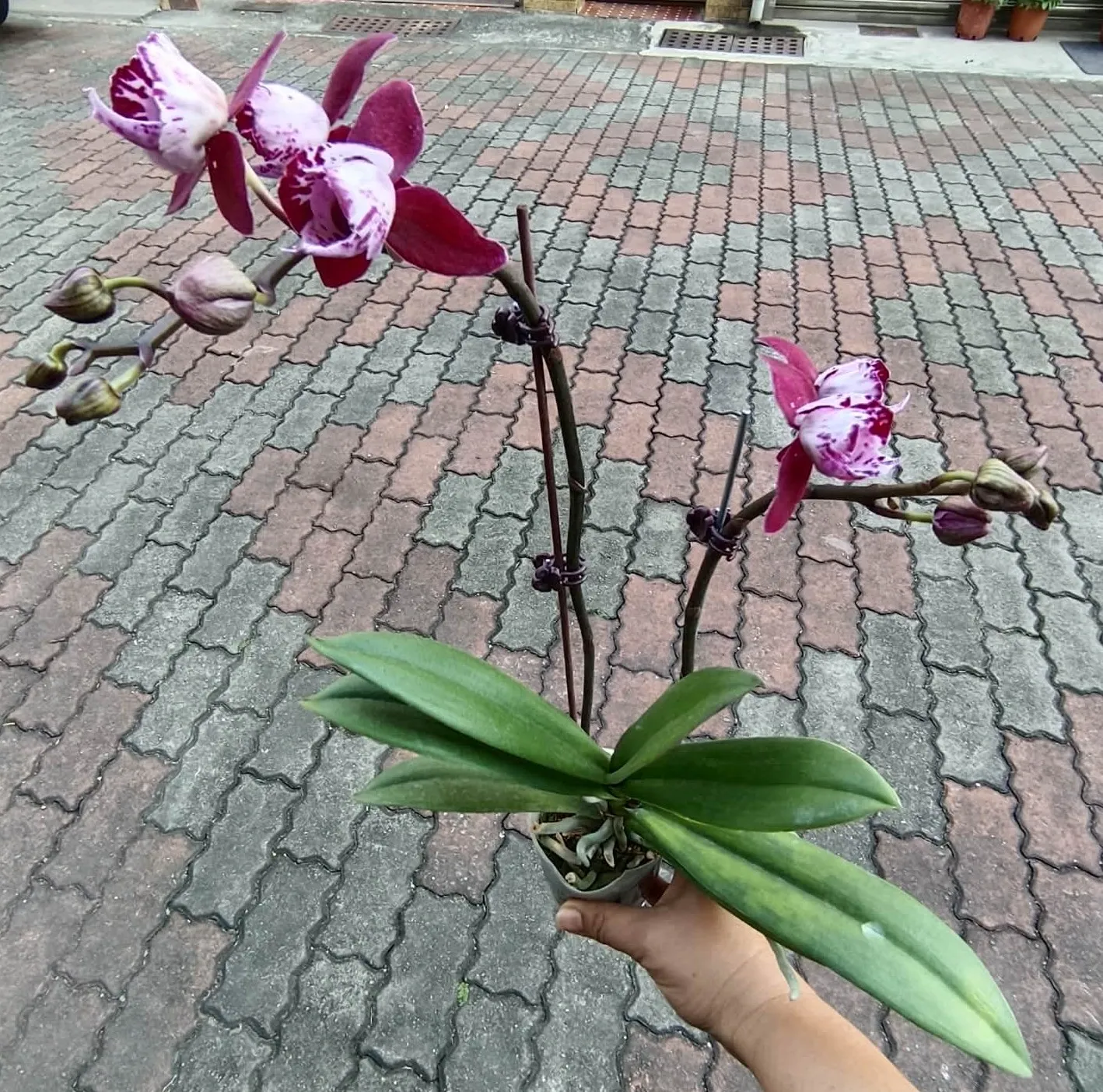 P. Profar Your Smile