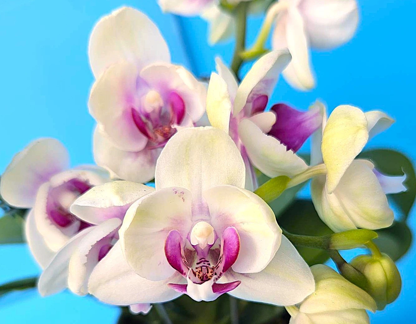 P. Profar Silent White