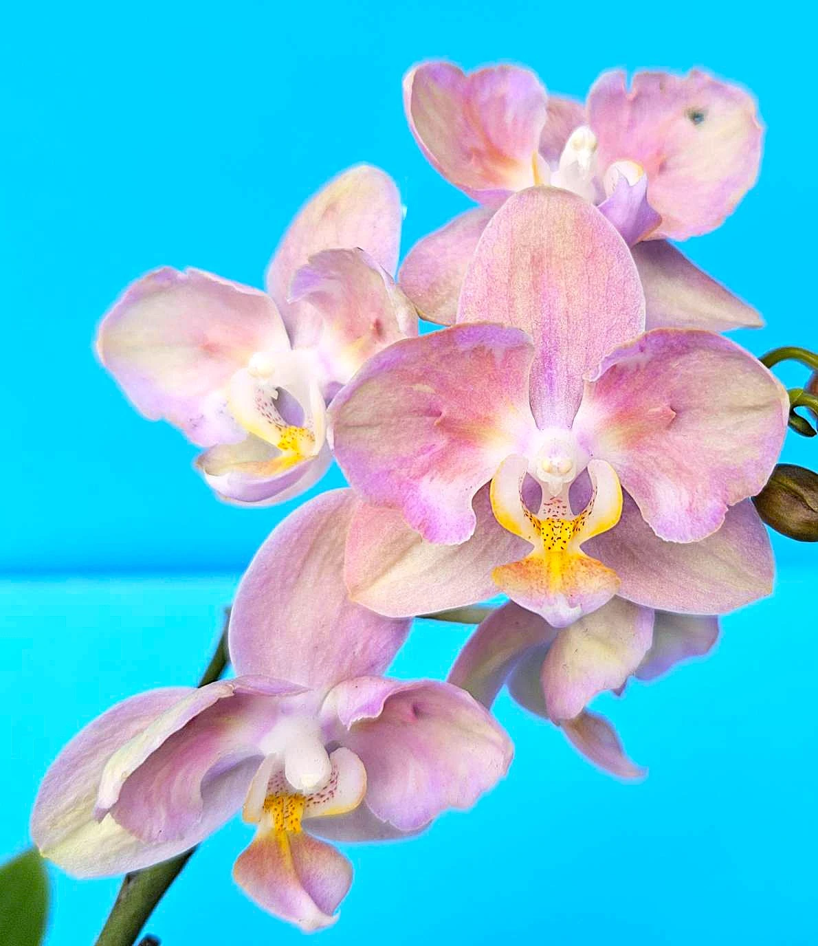 P. Profar Pink Flora
