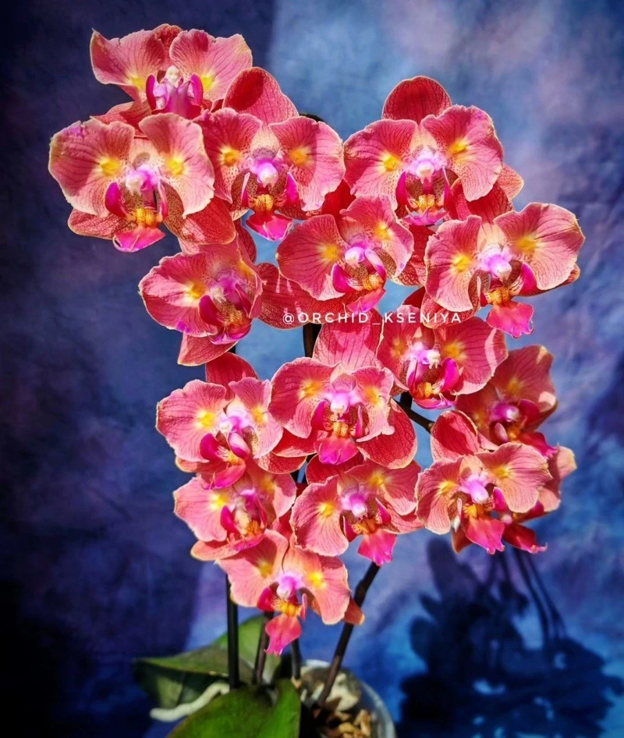 P. Profar Golden Orange