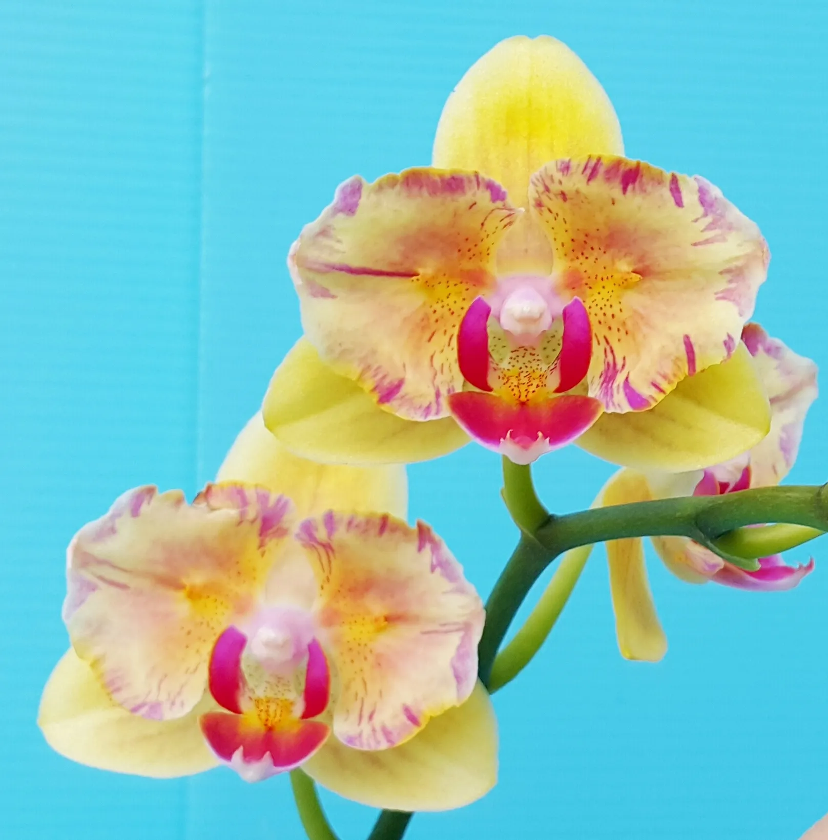 P. Pongbo Mango 'Profar Peloric'