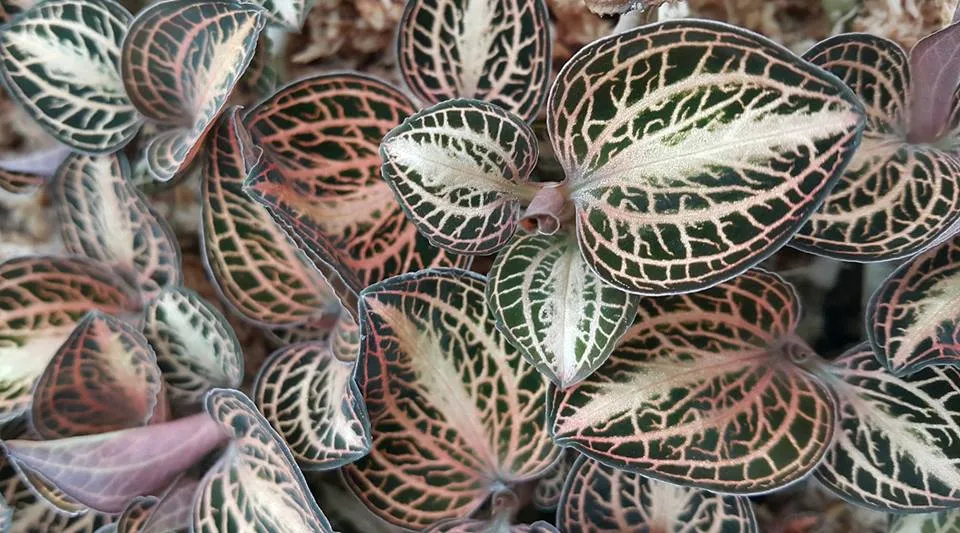 Anoectochilus ( koshunesnsis  x  siamensis  ) 'White Center'