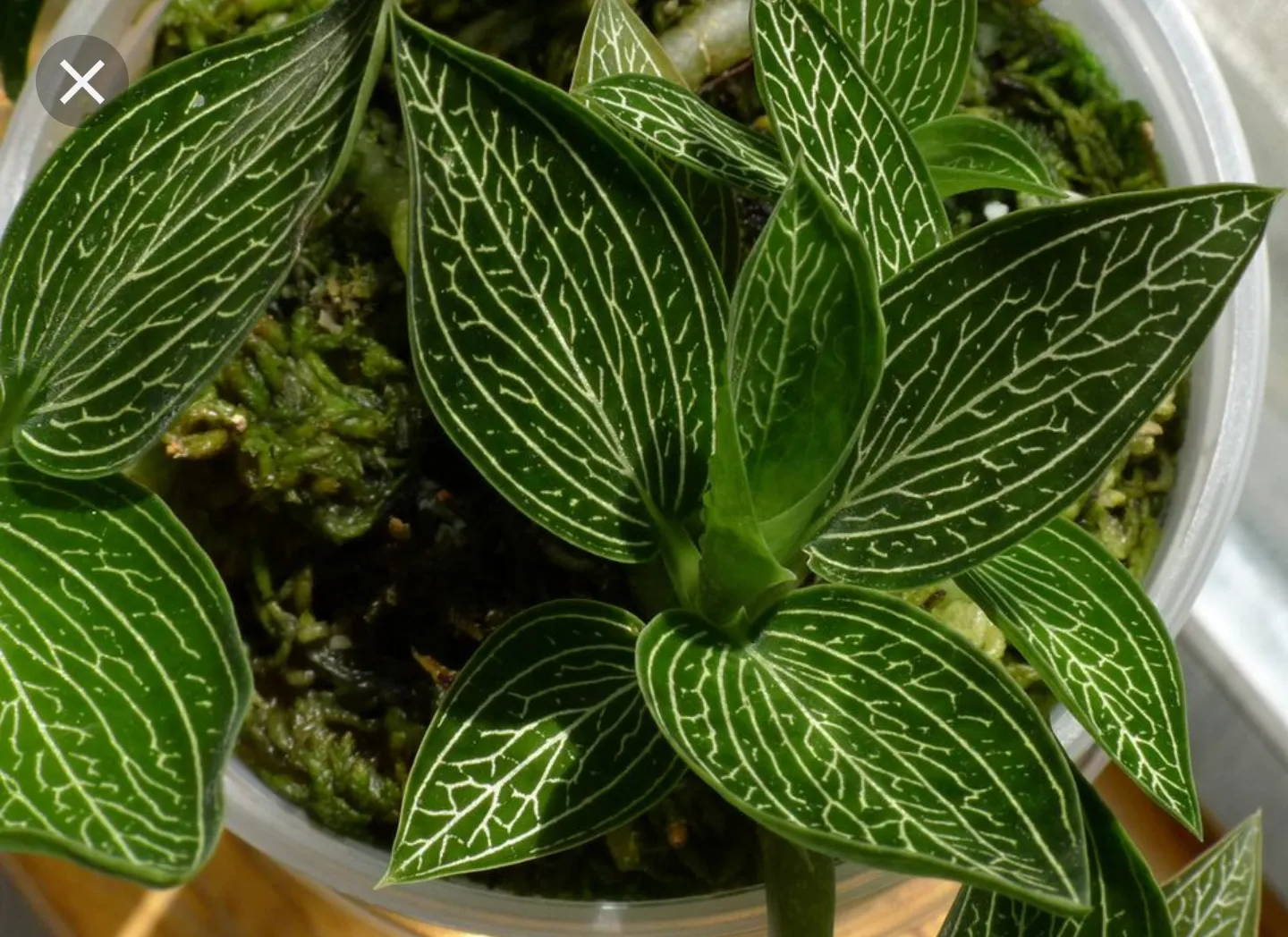 Ludisia discolor var. alba