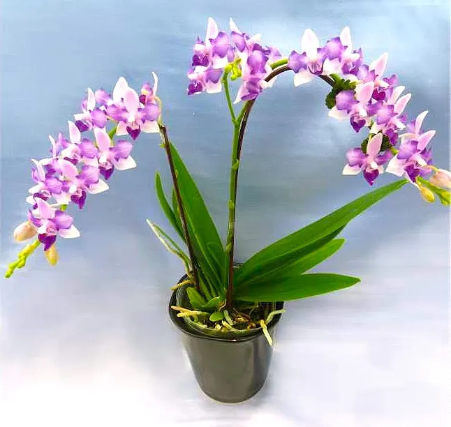P.  Lioulin Blue Jenny 'PF Peloric'