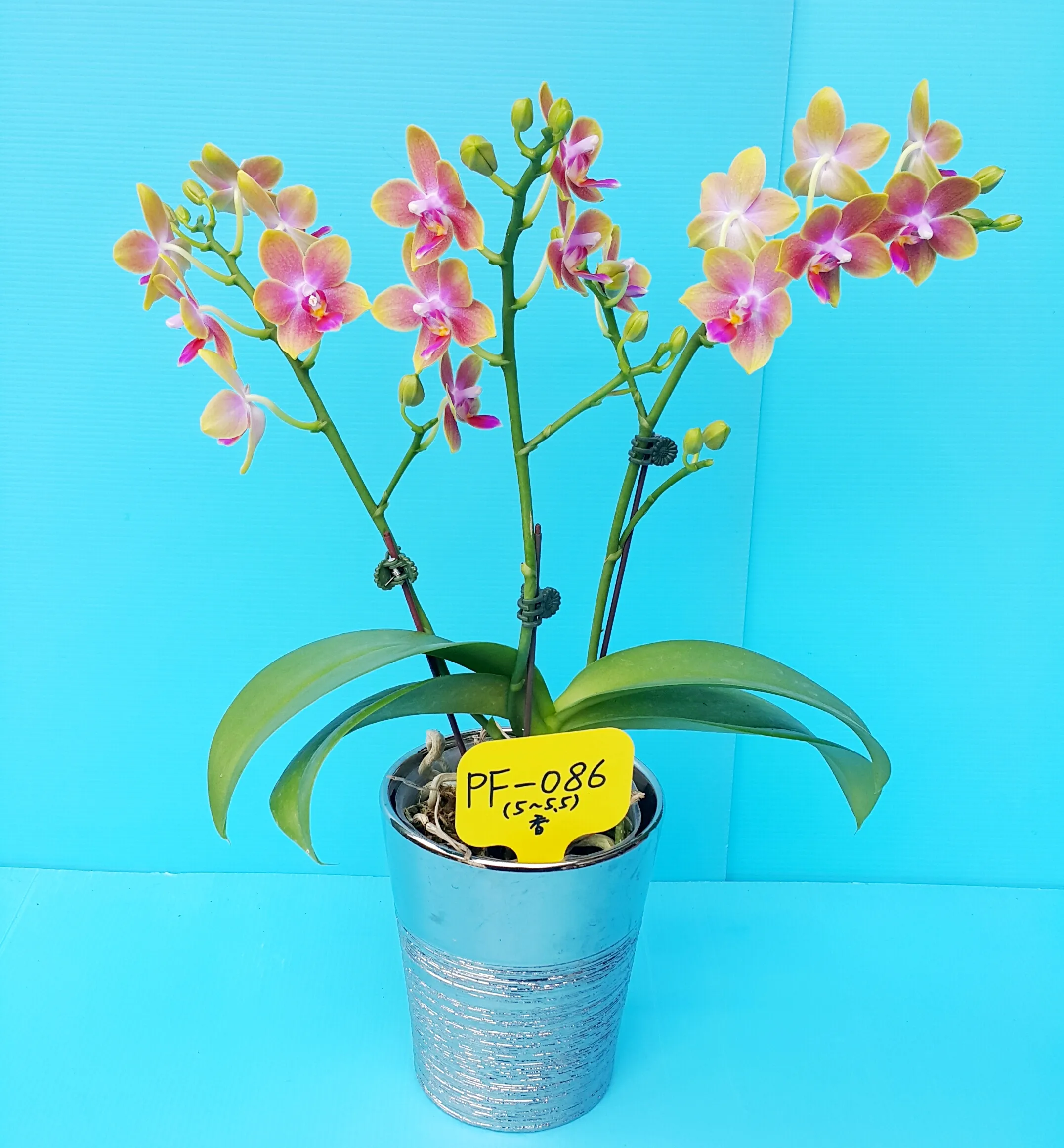 P. Profar Fragrant Girl