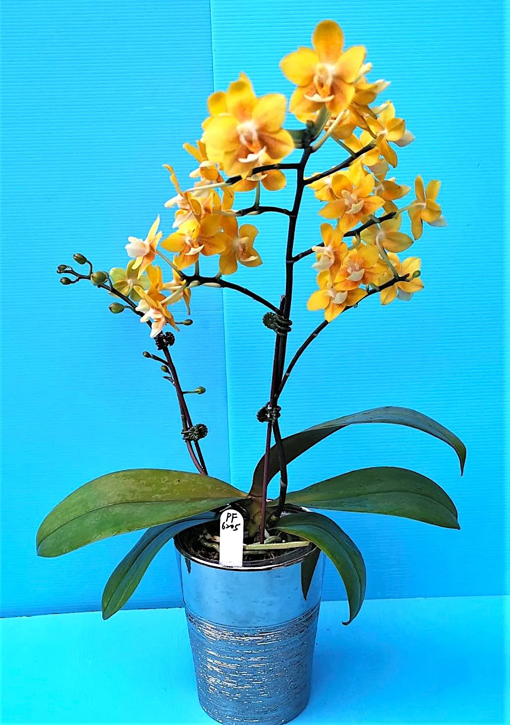 P. Profar Yellow Chocolate
