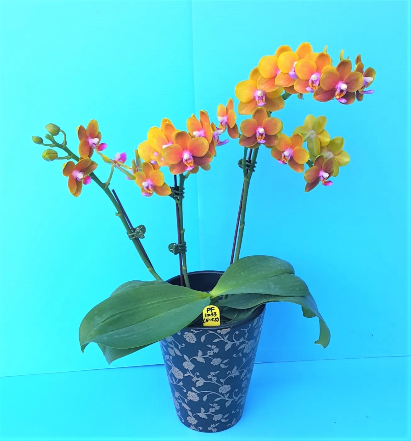P. Lioulin Orange