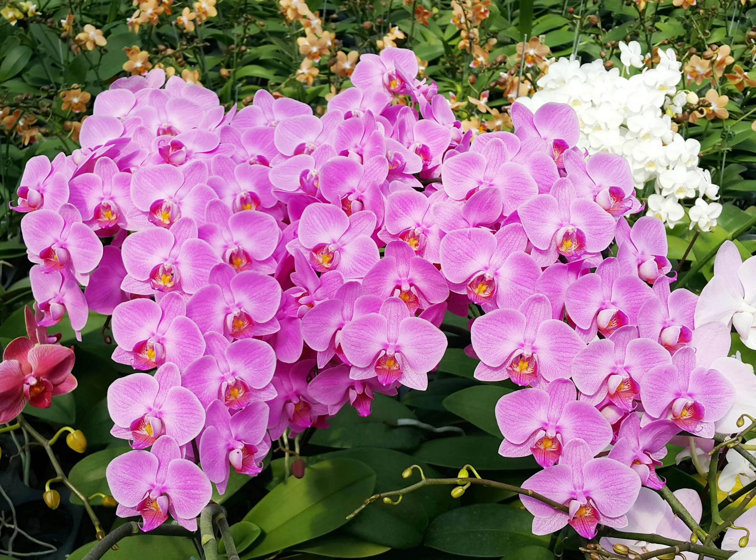 P. Profar Pink Butterfly