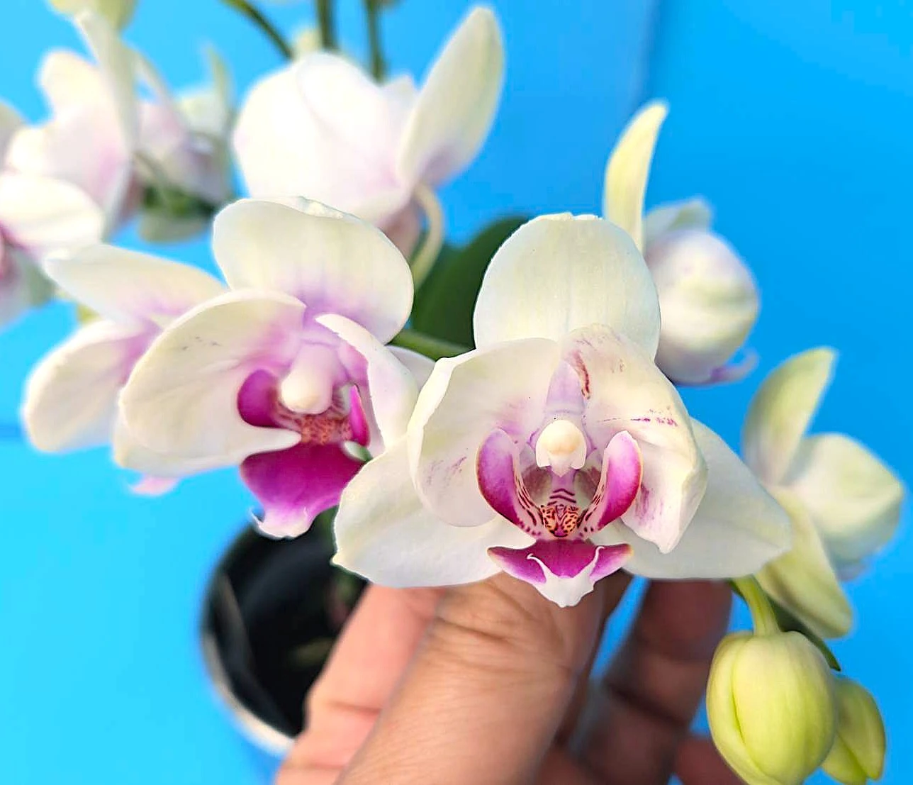 P. Profar Silent White