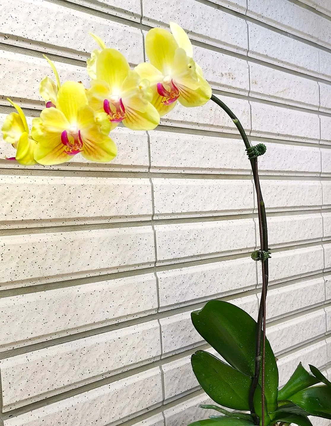 Profar Yellow Spring