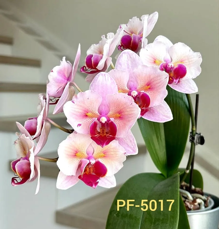 Profar Cherry Blossom