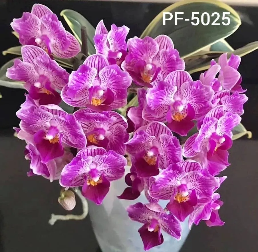 Sogo Vivien 'Variegated'