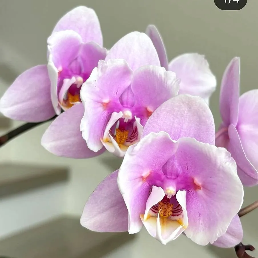 Profar Pink Fairy