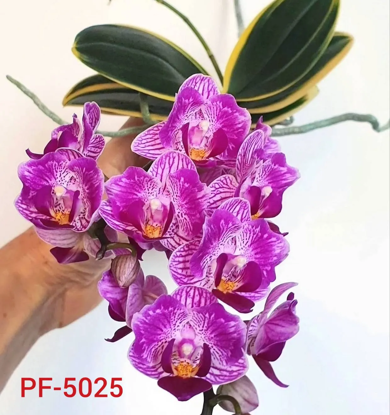 Sogo Vivien 'Variegated'